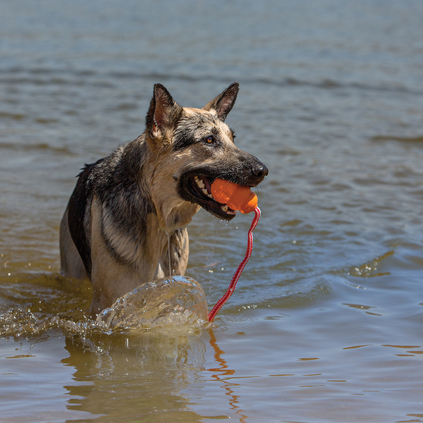 Kong Aqua Toy for Dogs (Orange)