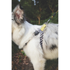 M Pets Wild Safari Harness for Dogs Dogs-Collar, Leashes, harnesses M Pets