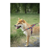 M Pets Urban Style Jazz Stripes Harness for Dogs Dogs-Collar, Leashes, harnesses M Pets