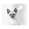 M Pets Ear Cleaner for Cats Dogs-Health & Wellness M Pets