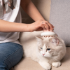 M Pets Tender Massage Comb for Dogs and Cats (White)