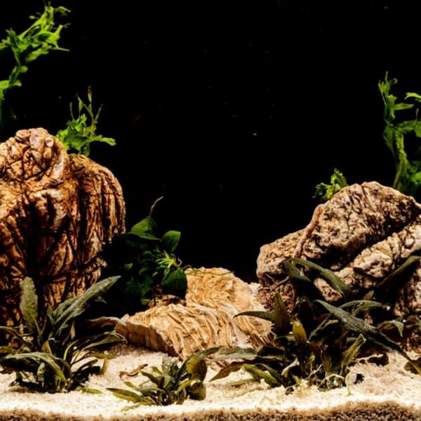 Splashy Fin Elepahant Rock for Aquarium