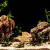 Splashy Fin Elepahant Rock for Aquarium Fish Splashy Fin