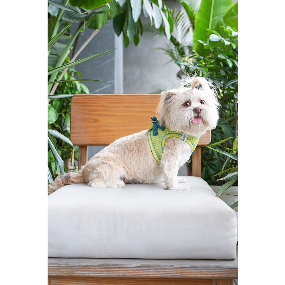 Pets Way Air Mesh Harness for Puppies & Small Dogs (Neon) Dogs-Collar, Leashes, harnesses Pets Way
