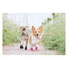 KUTKUT Boots for Dogs (Black) Dogs-Clothing & Accessories KUTKUT Dropship
