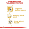 Royal Canin German Shepherd 5+ Adult Dog Dry Food Dogs- Dry Food Royal Canin