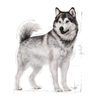 Royal Canin Maxi Jointcare Dog Dry Food Dogs- Dry Food Royal Canin