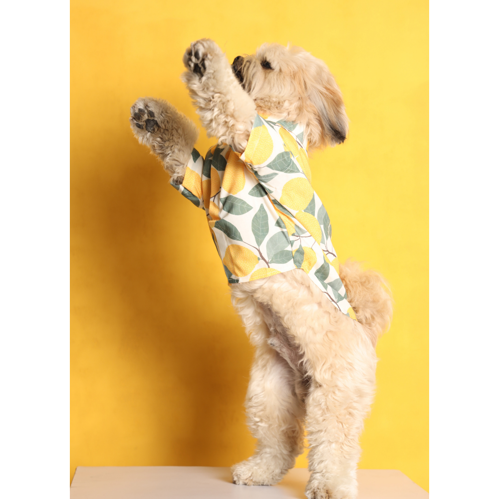 15buttons Limon Shirt for Dogs Dogs-Clothing & Accessories 15buttons Dropship
