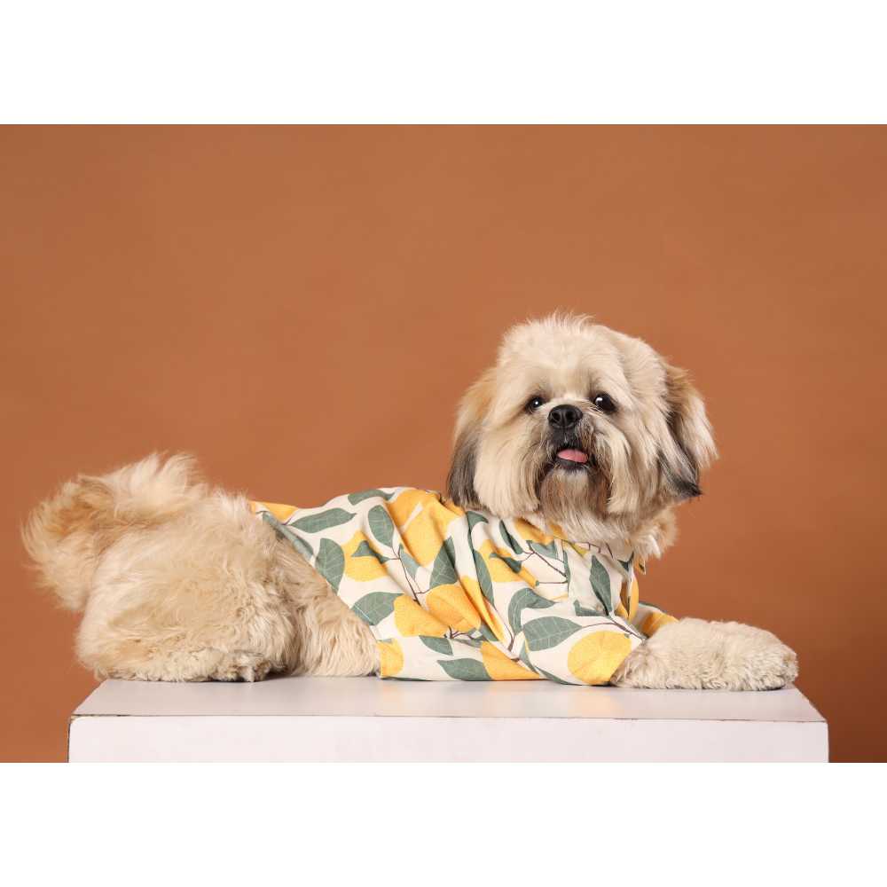 15buttons Limon Shirt for Dogs Dogs-Clothing & Accessories 15buttons Dropship