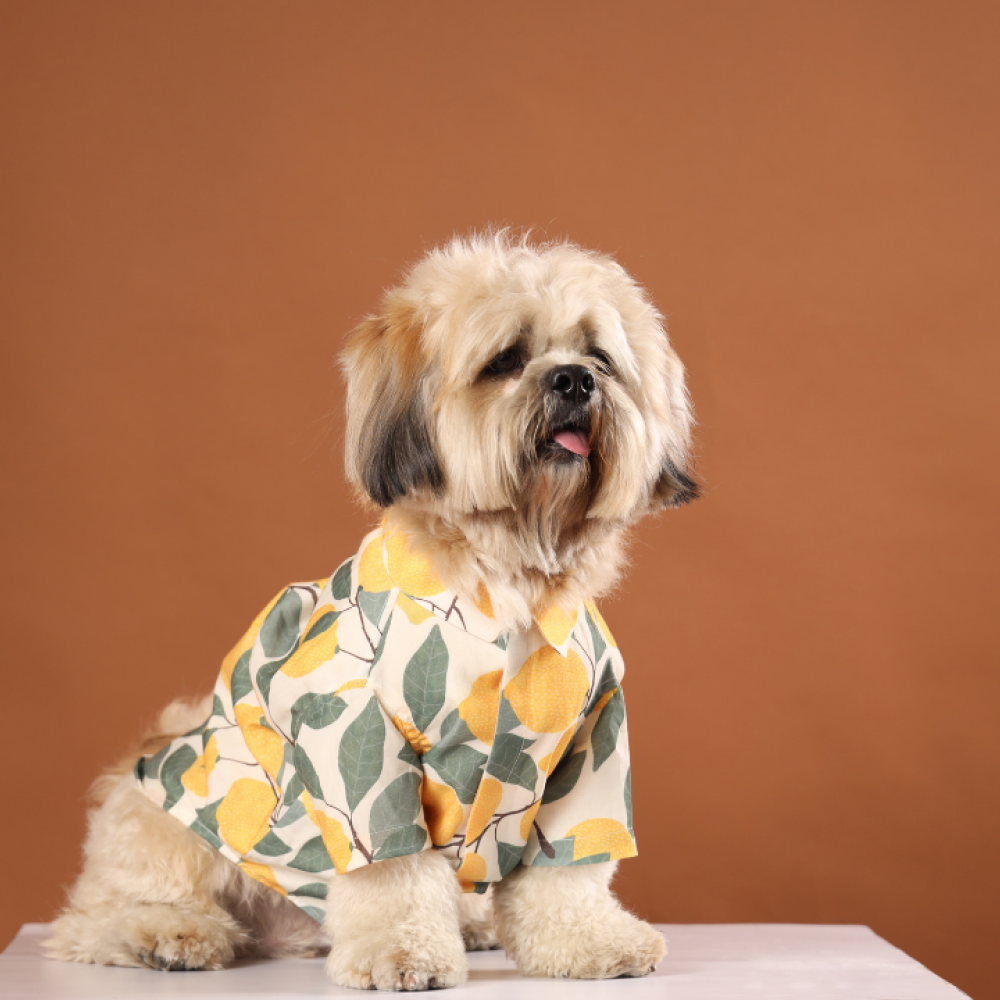 15buttons Limon Shirt for Dogs Dogs-Clothing & Accessories 15buttons Dropship