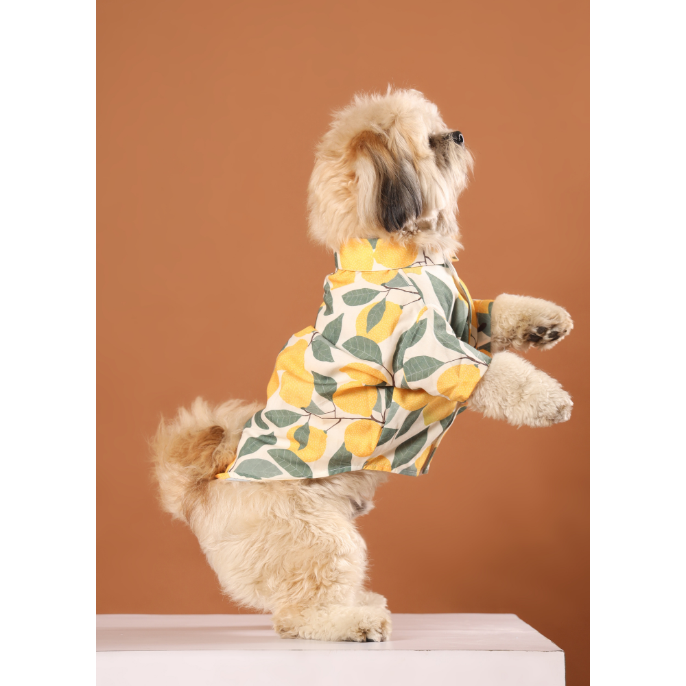 15buttons Limon Shirt for Dogs Dogs-Clothing & Accessories 15buttons Dropship