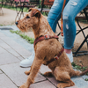 Hunter Aalborg Adjustable Leather Harness for Dogs (Cognac)