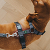 Hunter Aalborg Mixed Adjustable Harness for Dogs (Cognac/Grey) Dogs-Collar, Leashes, harnesses Hunter Dropship