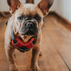 Hunter Divo Harness for Dogs (Red)