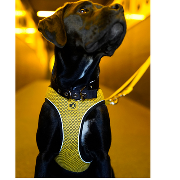 Hunter Hilo Comfort BVB Harness for Dogs (Yellow)