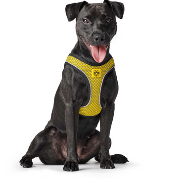 Hunter Hilo Comfort BVB Harness for Dogs (Yellow)