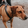 Hunter Maldon Safety Harness for Dogs (Black)