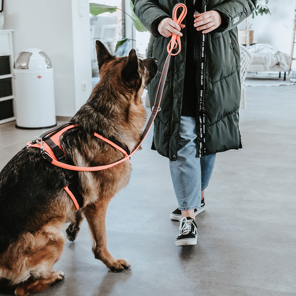 Hunter Maldon Safety Harness for Dogs (Orange)