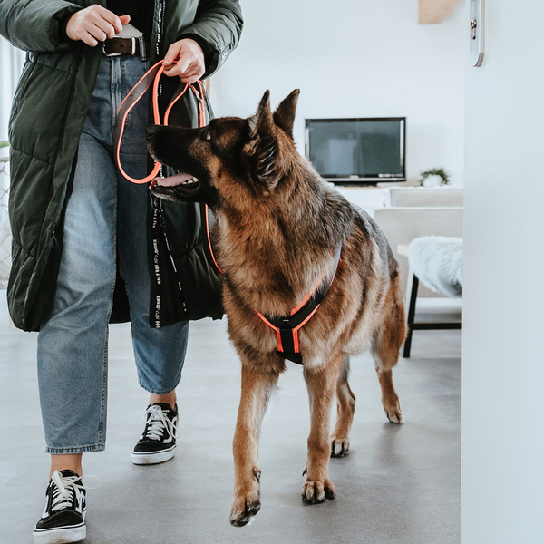 Hunter Maldon Safety Harness for Dogs (Orange)