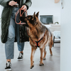 Hunter Maldon Safety Harness for Dogs (Orange)