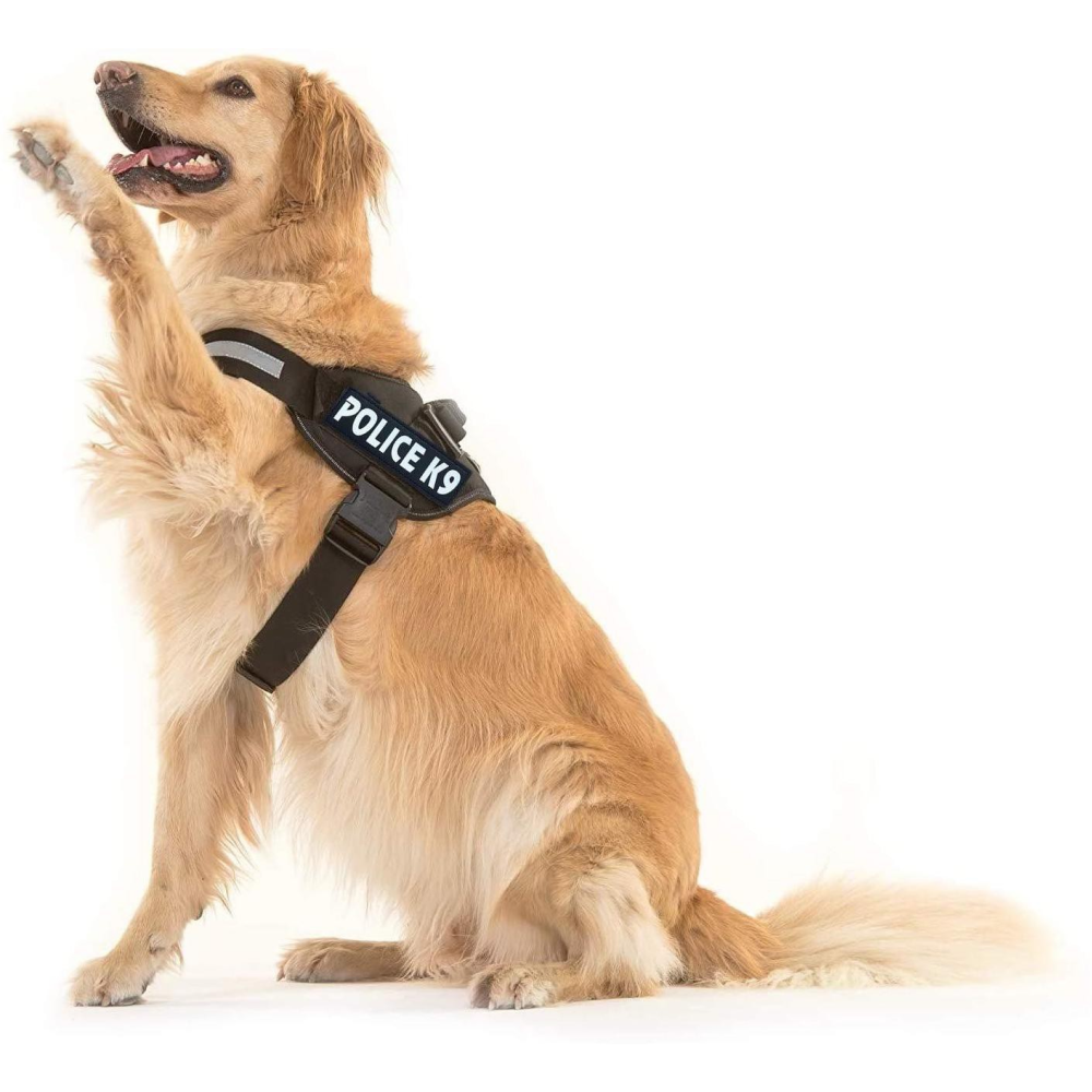 Chullbull K9 Police Buckle Harness for Dogs (Black)