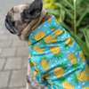 15buttons Pineapple Polka Shirt for Dogs Dogs-Clothing & Accessories 15buttons Dropship