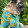15buttons Pineapple Polka Shirt for Dogs Dogs-Clothing & Accessories 15buttons Dropship XS