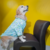 15buttons Jungle Gym Shirt for Dogs Dogs-Clothing & Accessories 15buttons Dropship