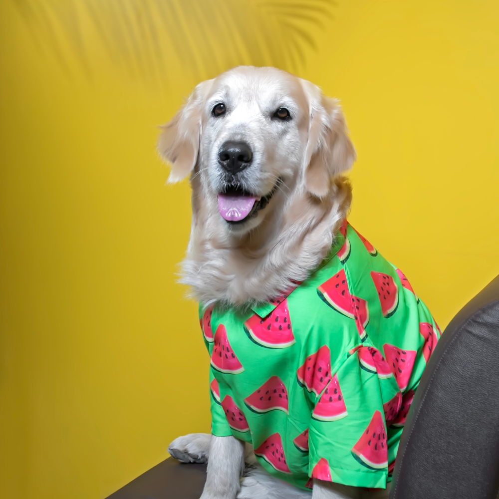 15buttons Watermelon Shirt for Dogs