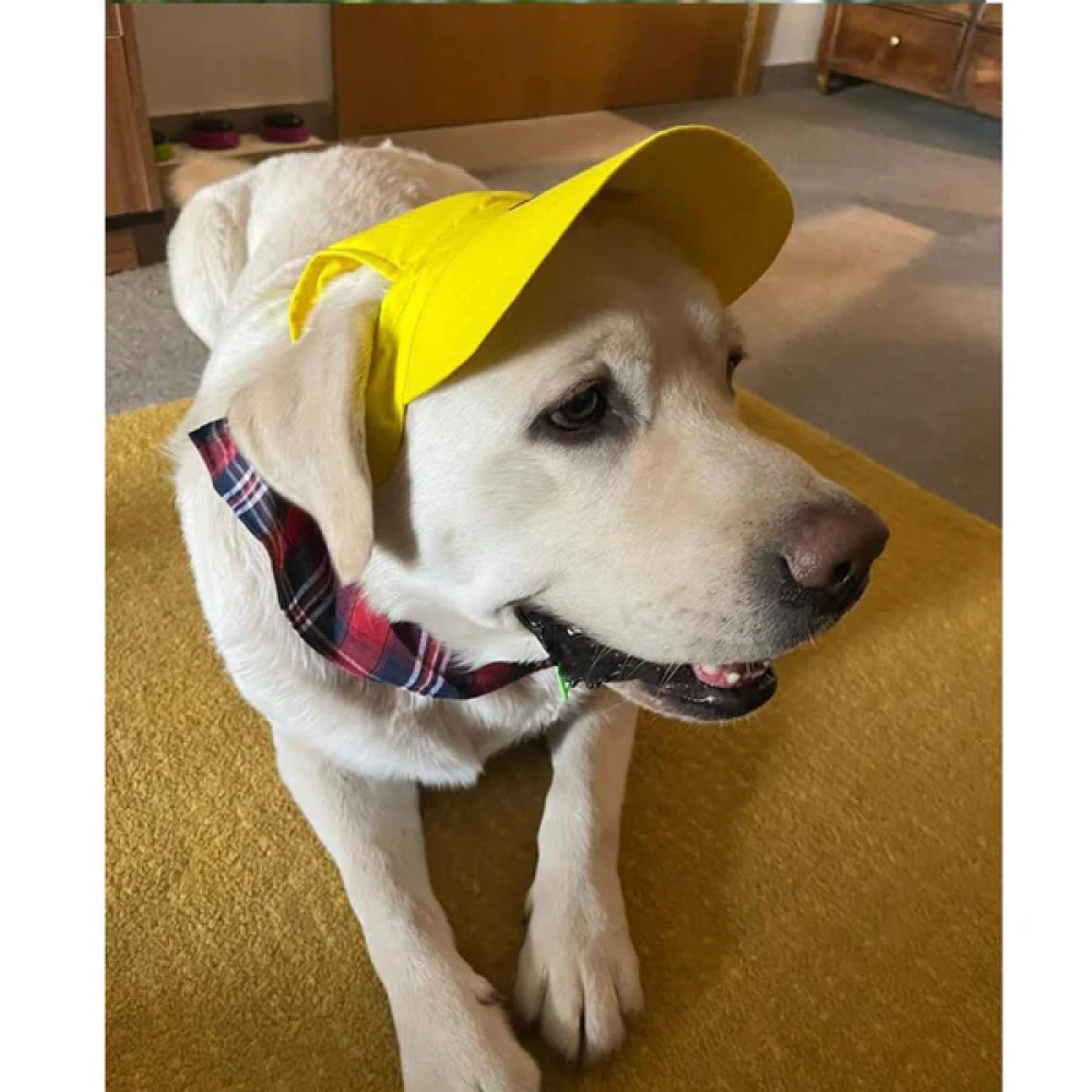 Dogobow Baseball Cap for Dogs and Cats (Yellow) (Get a Bow Free) Both-Clothing & Accessories Dogobow Dropship L