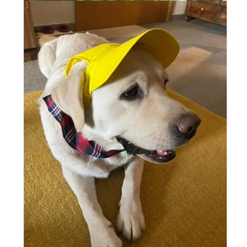 Dogobow Baseball Cap for Dogs and Cats (Yellow) (Get a Bow Free)