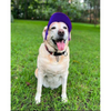Dogobow Baseball Cap for Dogs and Cats (Royal Blue) (Get a Bow Free) Both-Clothing & Accessories Dogobow Dropship S