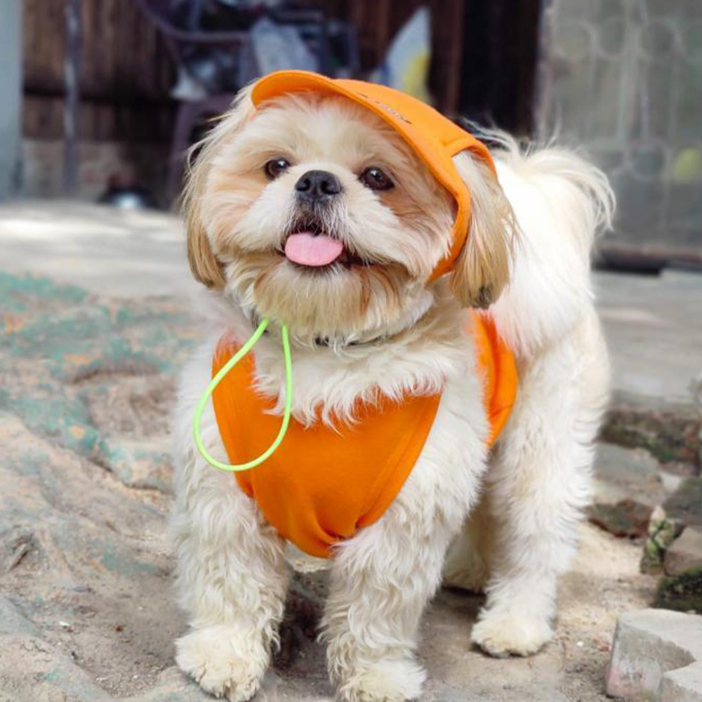 Dogobow Baseball Cap for Dogs and Cats (Orange) (Get a Bow Free) Both-Clothing & Accessories Dogobow Dropship M