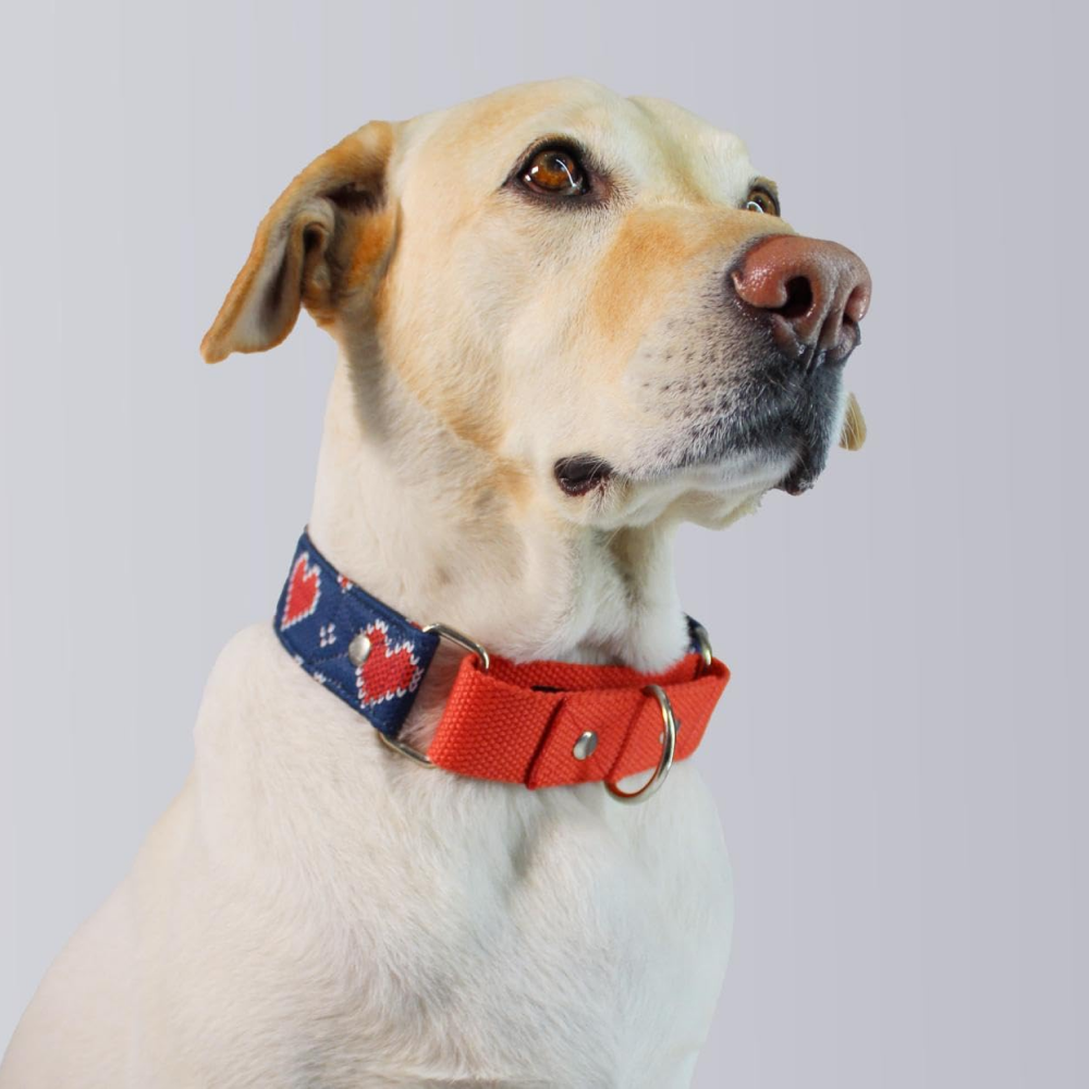 Dogobow Hearty Martingale Collar (Blue/Red) (Get a Bow Free) | Supertails