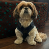 Woofiezz Denim Jackets for Dogs and Cats (Blue) Both-Clothing & Accessories Woofiezz Dropship