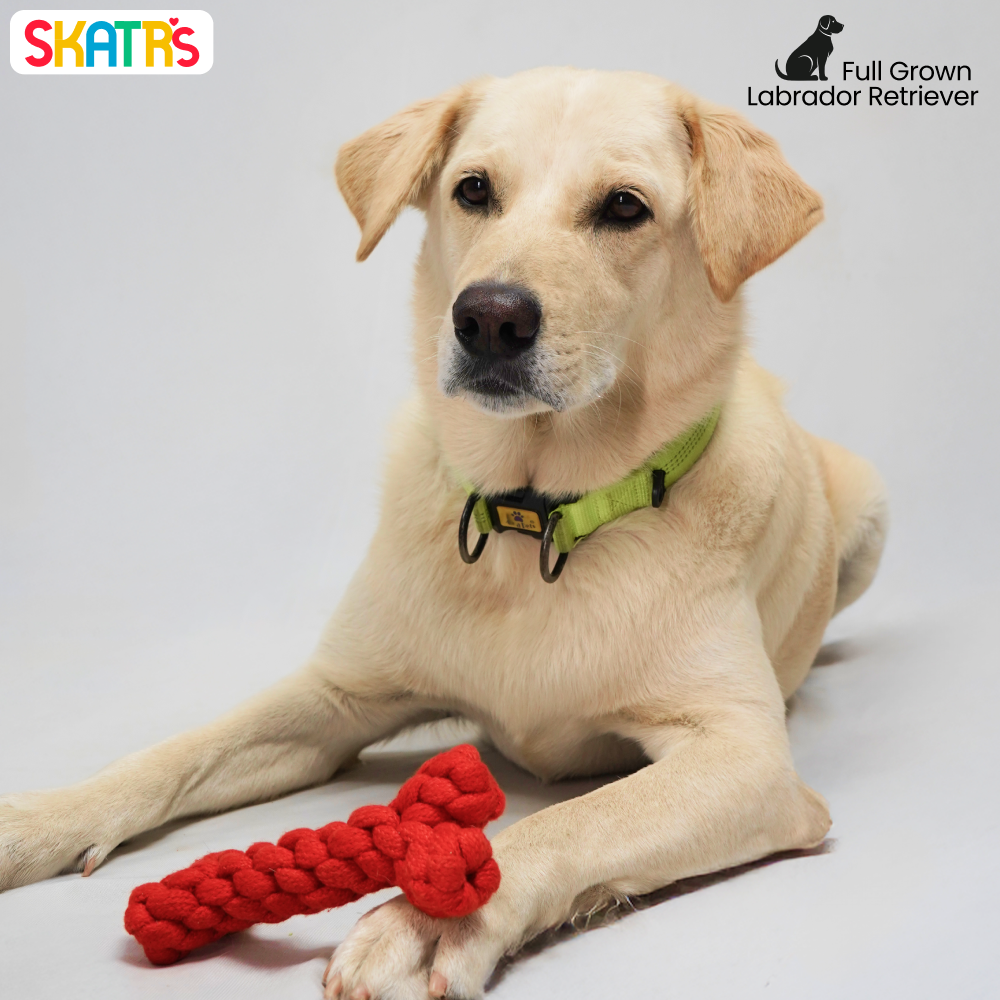 Skatrs Bone Shaped Rope Chew Toy for Dogs and Cats