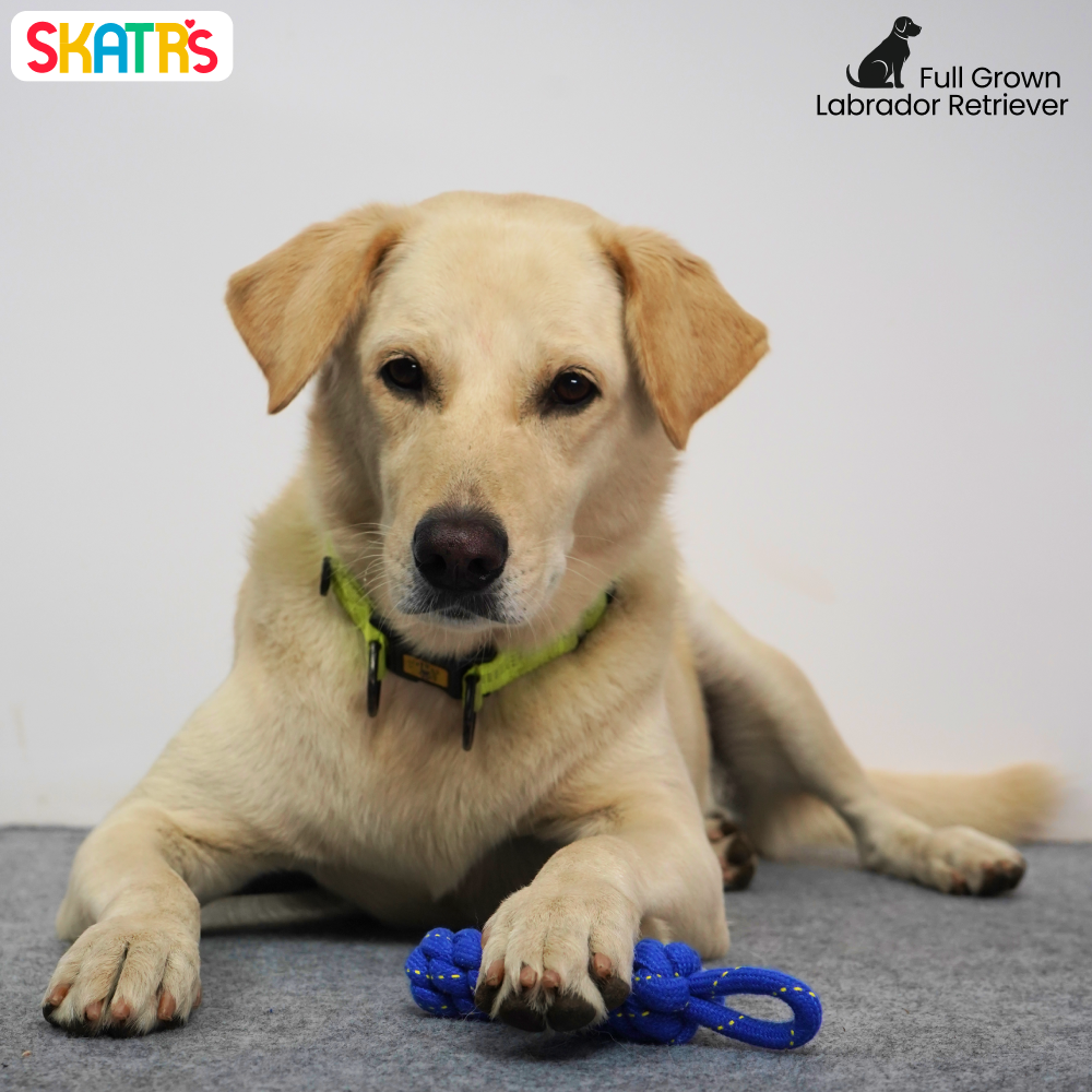 Skatrs Dummy Knotted Rope Chew Toy for Dogs and Cats (Blue) Both-Toys Skatrs