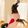 Pet Set Go Ira’s Sweater for Dogs and Cats (Red & Pink) Both-Clothing & Accessories Pet Set Go Dropship