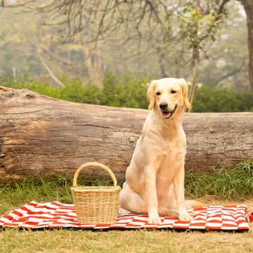 Pet Set Go Cozy Checks Mat for Dogs and Cats (Red)