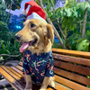15 Furries Candy Cane Decor Shirt for Dogs Dogs-Clothing & Accessories 15 Furries Dropship XS