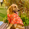 15 Furries Gingerbread Man Tshirt for Dogs Dogs-Clothing & Accessories 15 Furries Dropship
