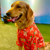 15 Furries Gingerbread Man Tshirt for Dogs Dogs-Clothing & Accessories 15 Furries Dropship XS