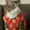 15 Furries Gingerbread Shirts for Cats Dogs-Clothing & Accessories 15 Furries Dropship XS