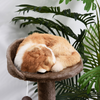 Furrlovers 3 Tier Stairs with Scratching Posts Cat Tree with Plush Bed Cats-Toys Furrlovers Dropship