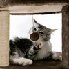 Furrlovers Multi Level Cat Tree Tower with Scratching Posts, Hammock & Condo (Brown) Cats-Toys Furrlovers Dropship