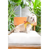 Pets Way Air Mesh Harness for Puppies & Small Dogs (Yellow) Dogs-Collar, Leashes, harnesses Pets Way