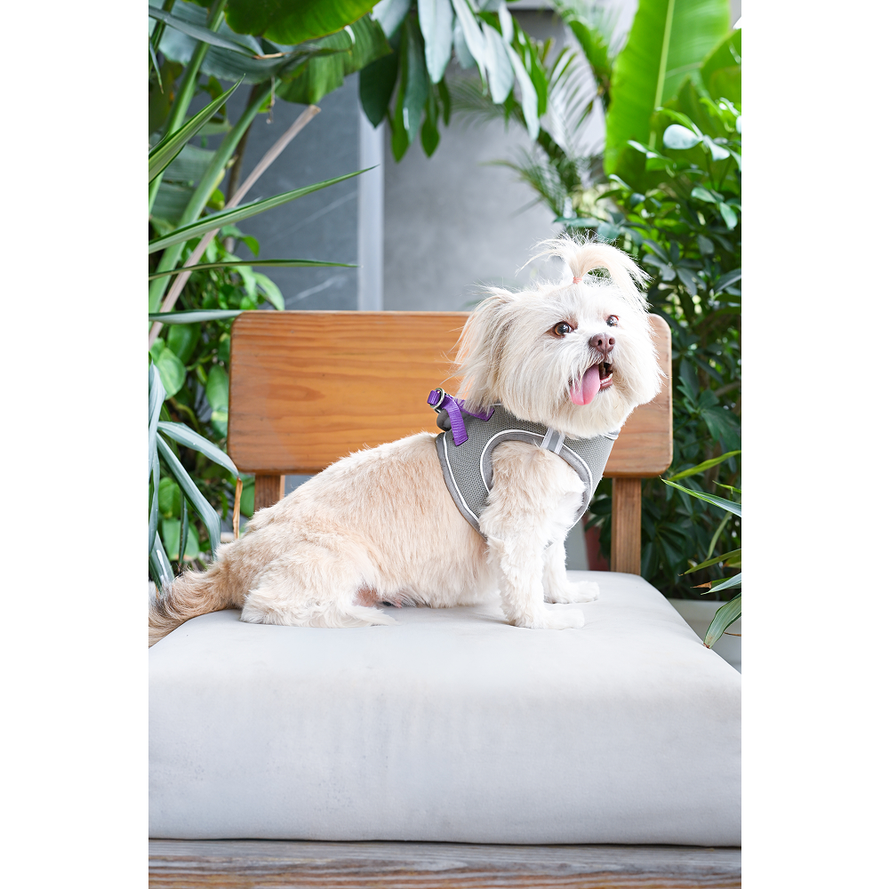 Pets Way Air Mesh Harness for Puppies & Small Dogs (Grey) Dogs-Collar, Leashes, harnesses Pets Way