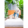 Pets Way Floof Air Mesh Printed Harness for Puppies and Small Dogs Dogs-Collar, Leashes, harnesses Pets Way
