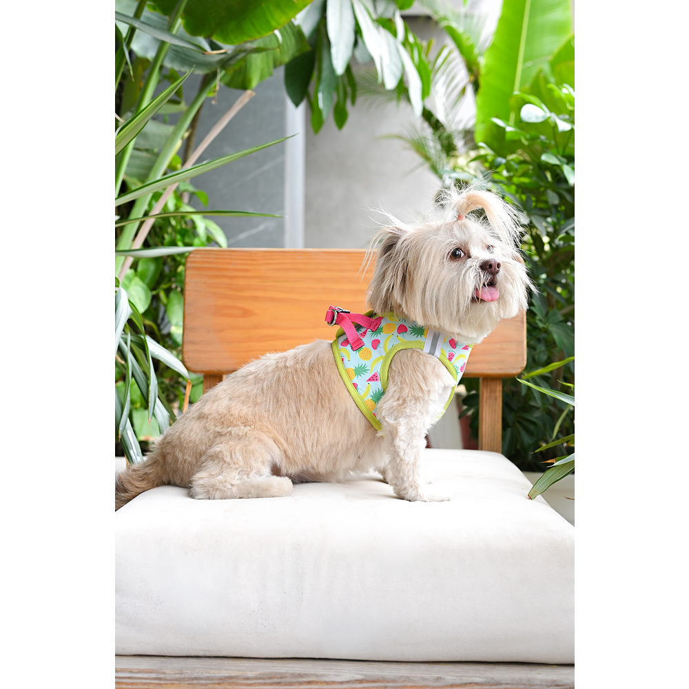 Pets Way Fruity Air Mesh Printed Harness for Puppies and Small Dogs Dogs-Collar, Leashes, harnesses Pets Way