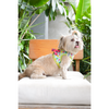 Pets Way Fruity Air Mesh Printed Harness for Puppies and Small Dogs Dogs-Collar, Leashes, harnesses Pets Way